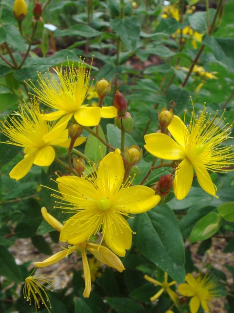 Hypericum elatum 'Elstead' fleur